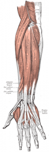 finger grip extensor muscles